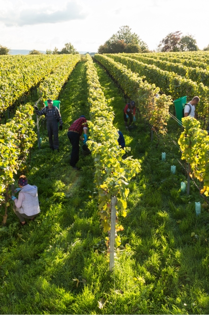 Traubenernte in einem Weinberg